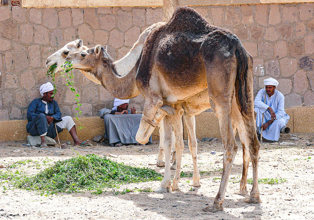 Dromedary market22.JPG